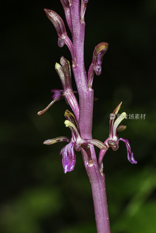 太平洋珊瑚根(Corallorhiza mertensiana)是一种原产于北美西北部阴凉的针叶林中的珊瑚根兰花。它也有常见的名字西方珊瑚根和梅尔滕斯珊瑚根。Corallorrhiza mertensiana是一个无叶，pa